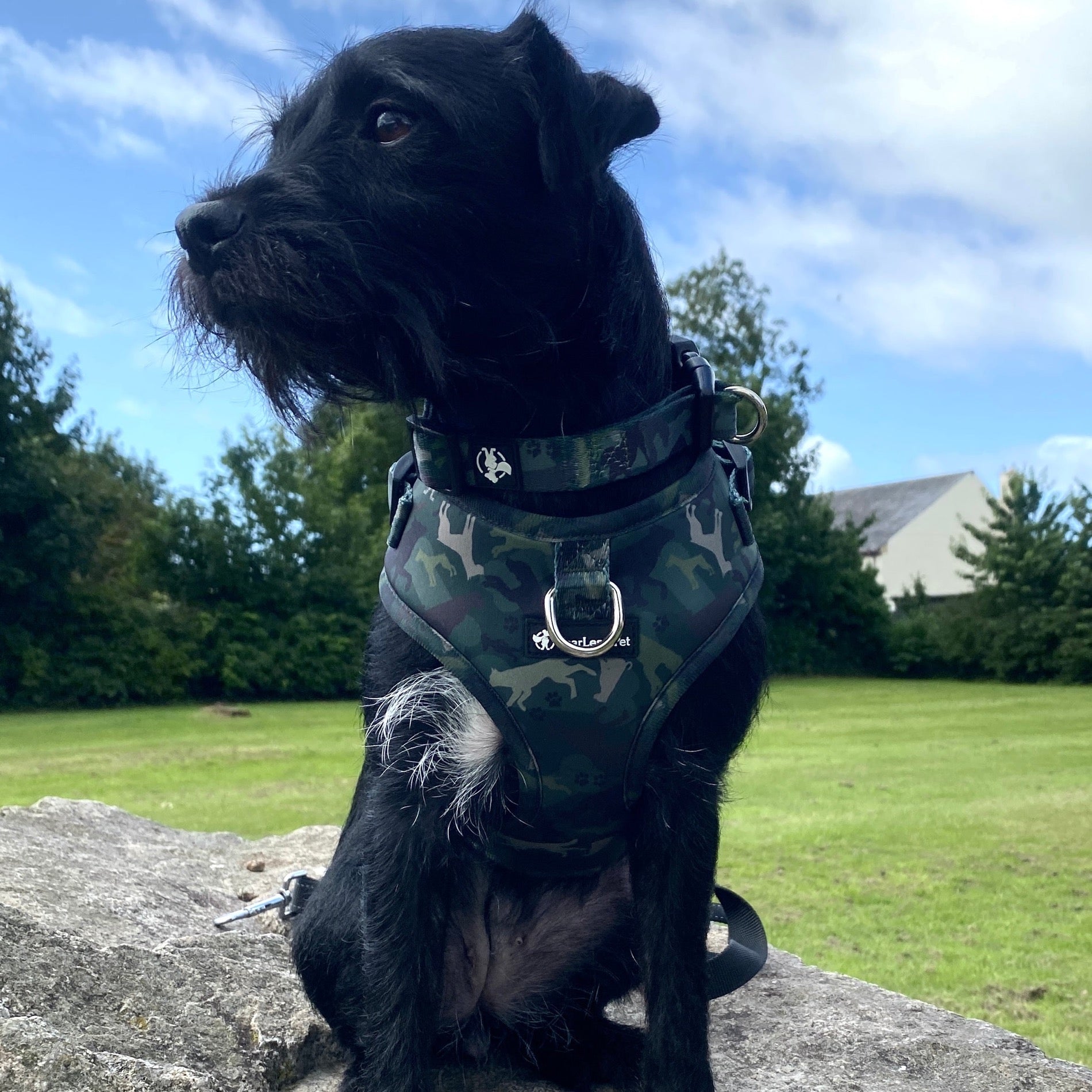 a photo of a black dog wearing a green camouflage collar and matching small dog harness sitting on a rock with grass and blue sky with clouds in the background