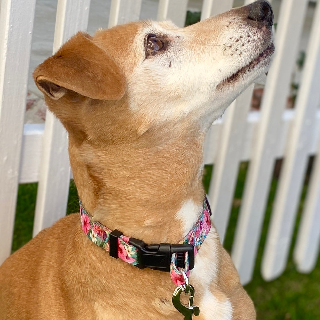 a close up of a tan dog wearing a pink Hawaiian flower dog collar by fearless pet