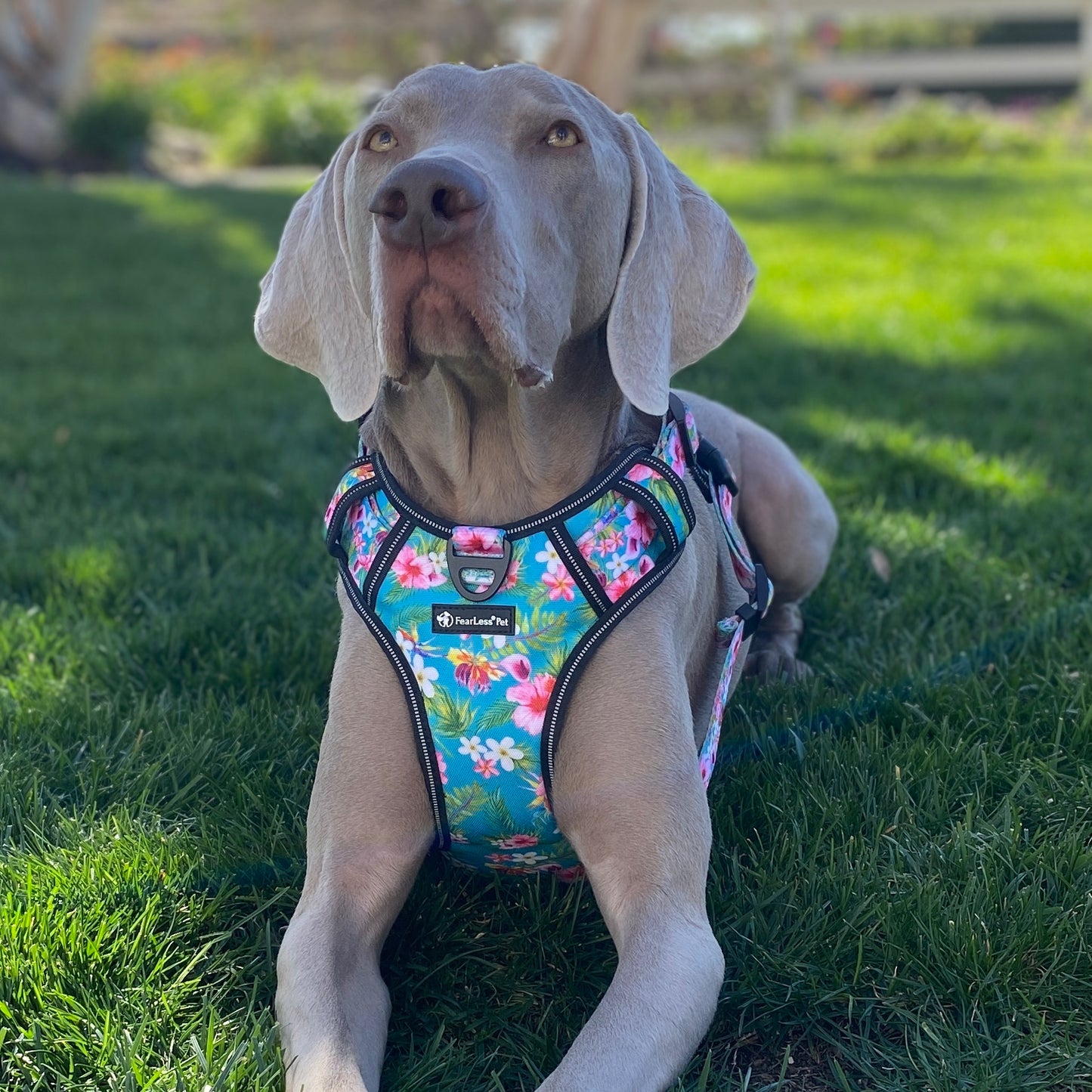 a photograph of a Weimaraner wearing a harness in a teal Hawaiian floral print from fearless pet