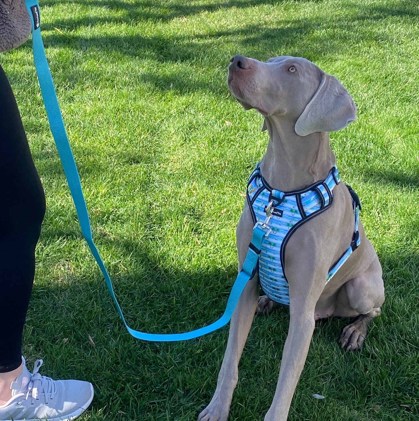 Best harness for weimaraner hotsell