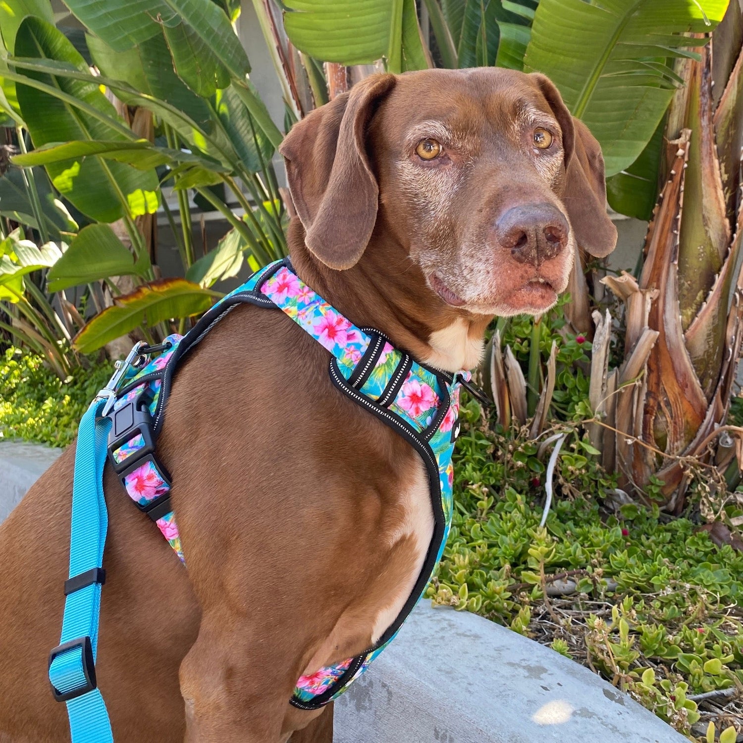 a side view photo of a brown Labrador mix dog wearing a floral adjustable dog harness and teal blue leash