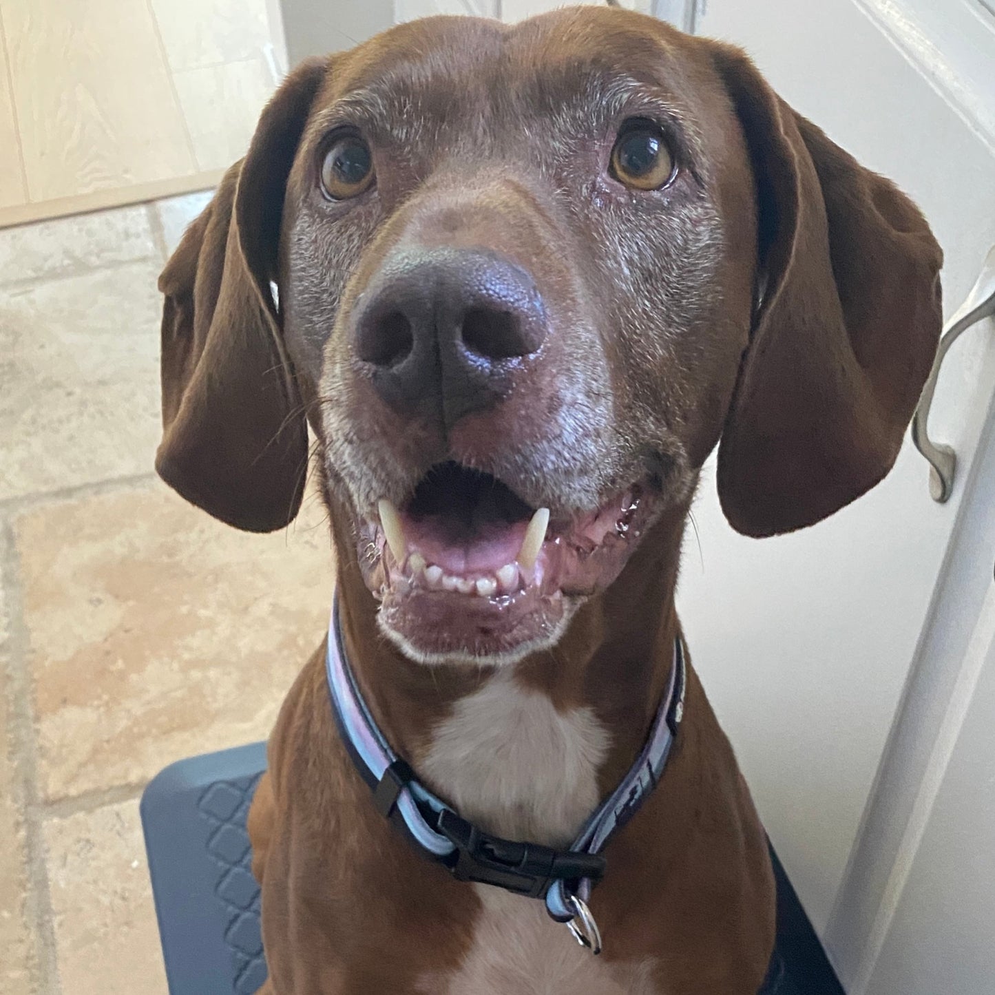 a photo of a large brown dog's face wearing a no escape dog collar in northern lights print