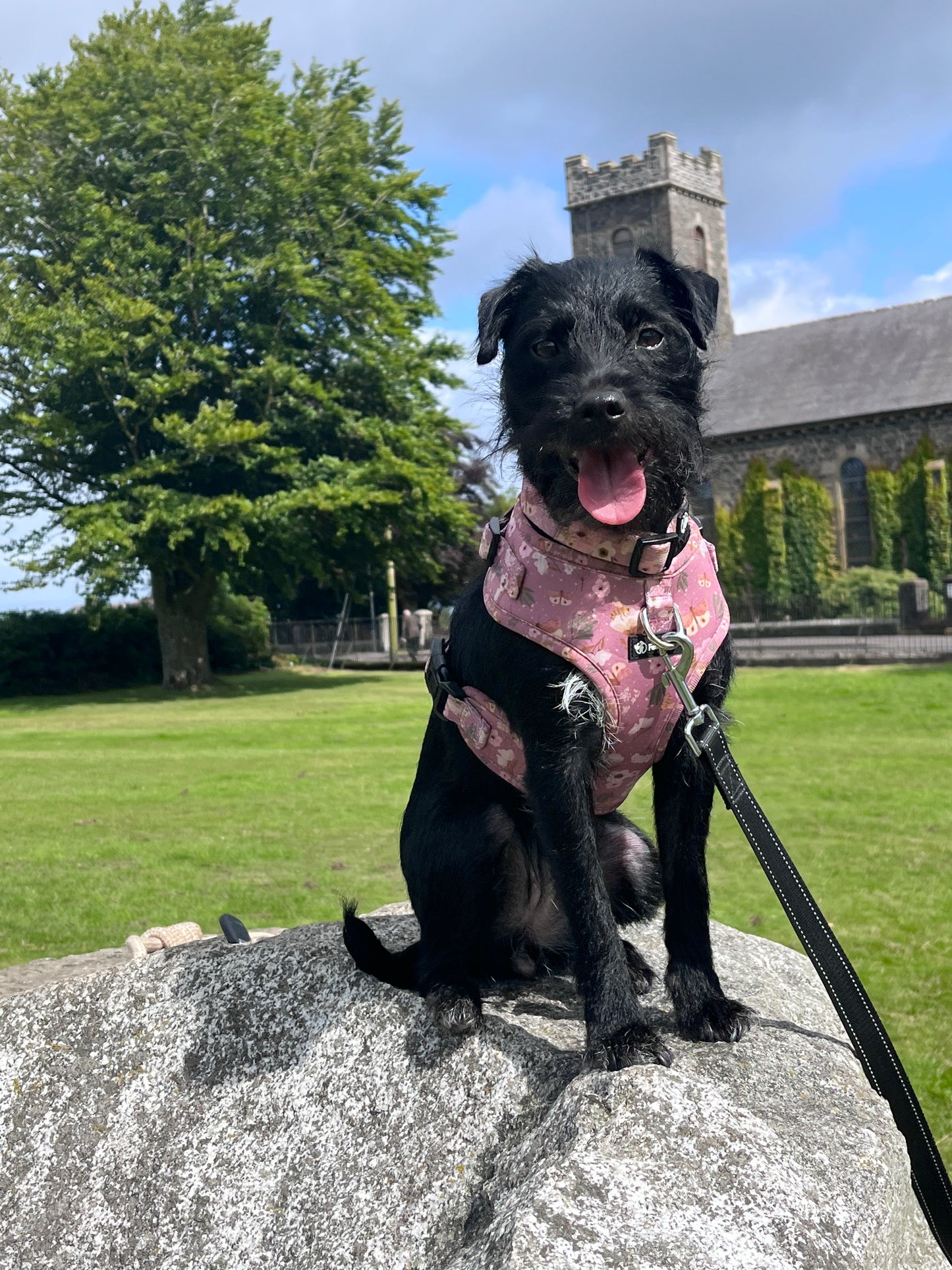 Neoprene Harness + FREE Collar Bundle