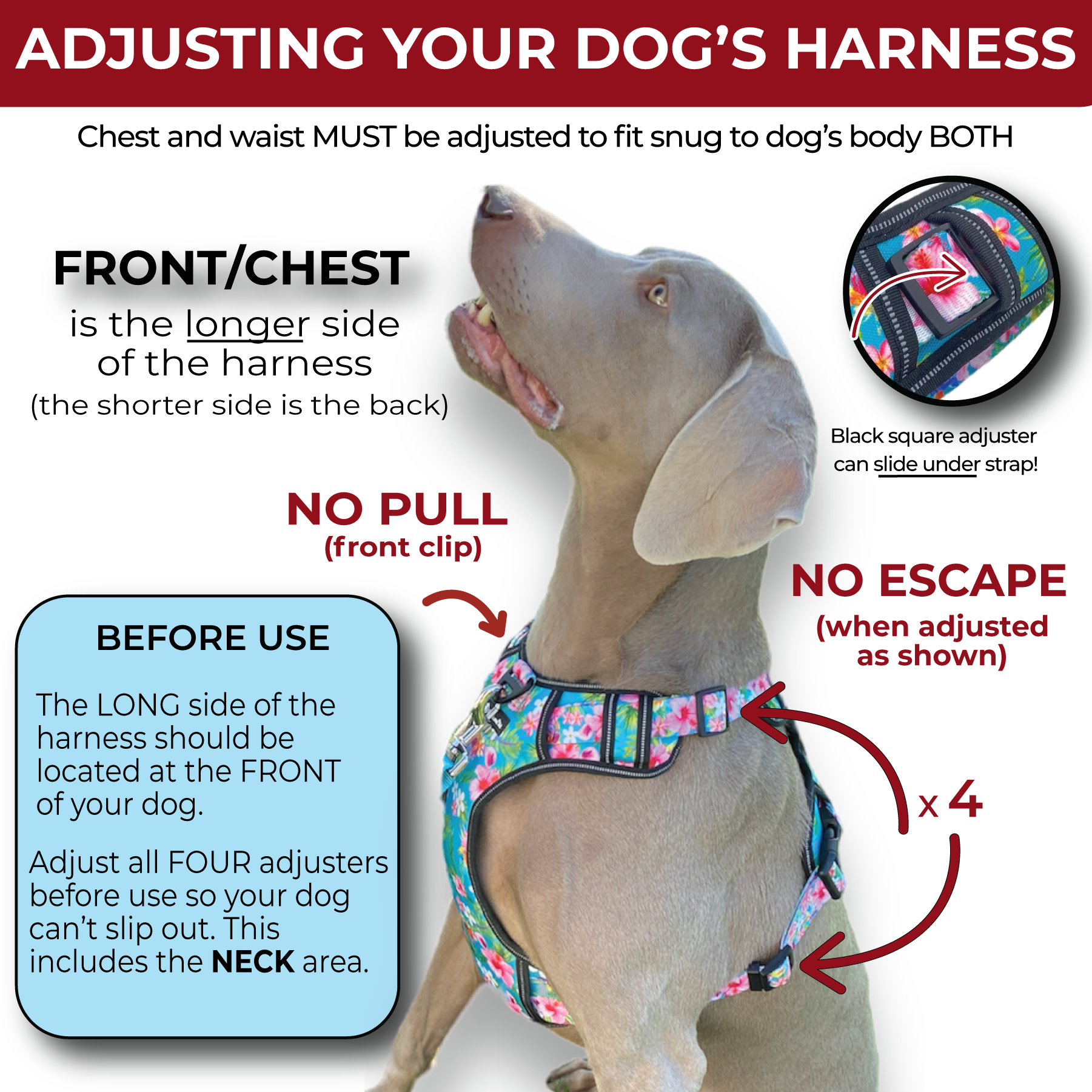 an infographic showing how to adjust a fearless pet harness correctly a Weimaraner dog is modeling the harness