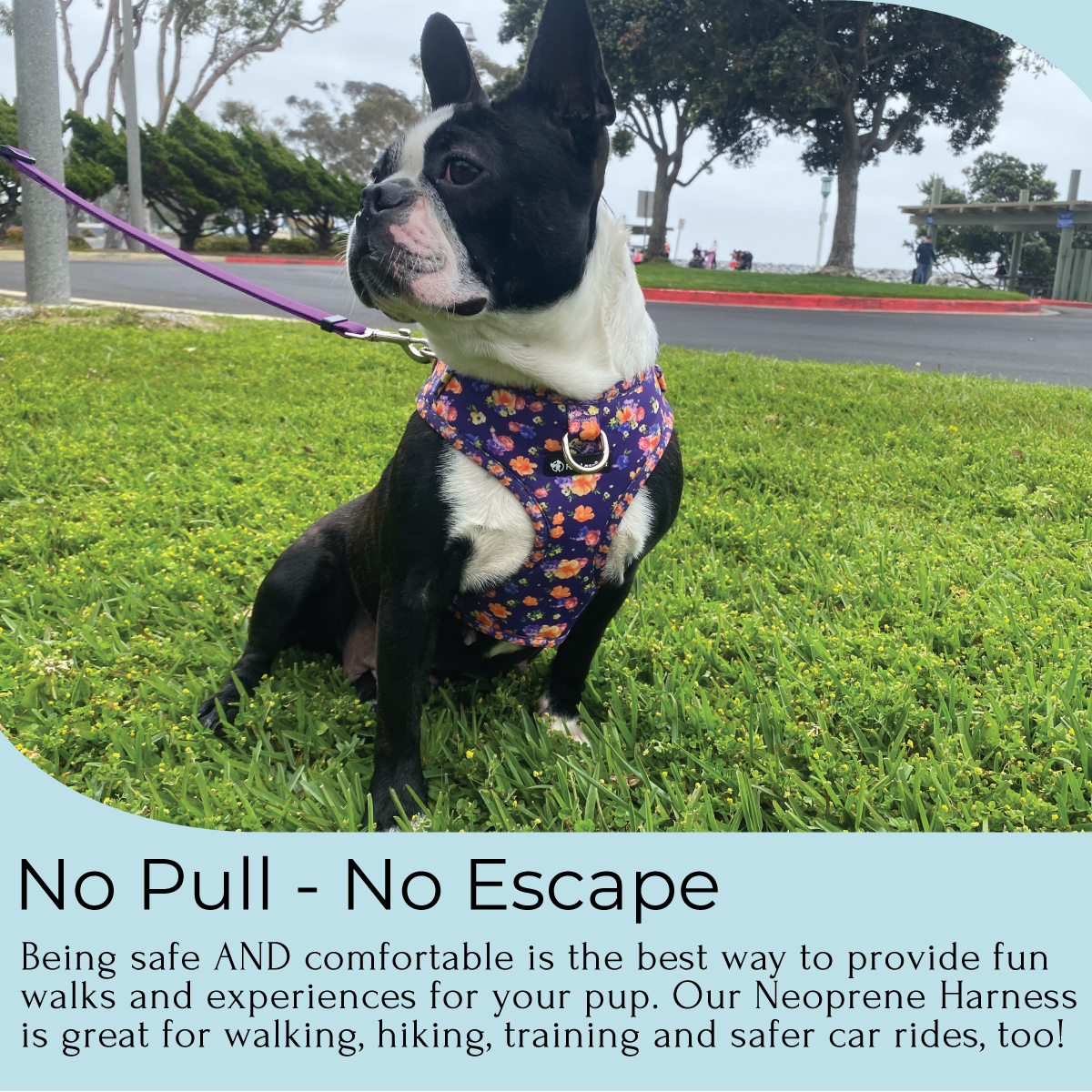 a photo of a black and white French bulldog wearing an adjustable harness in purple. The dog is sitting on grass and below it is text indicating no pull no escape features of the harness
