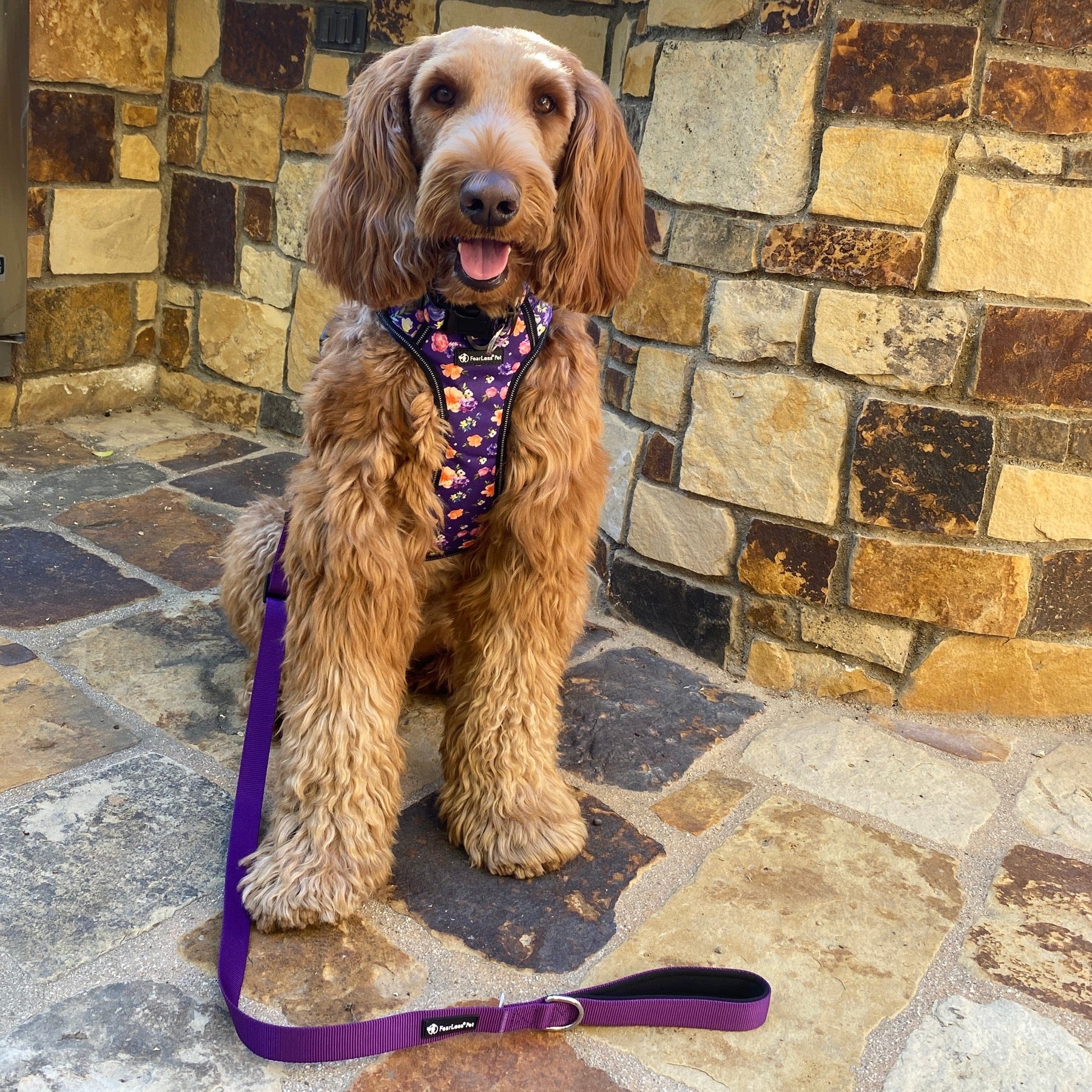 a photo of a golden doodle wearing a purple floral dog harness and matching leash from fearless pet