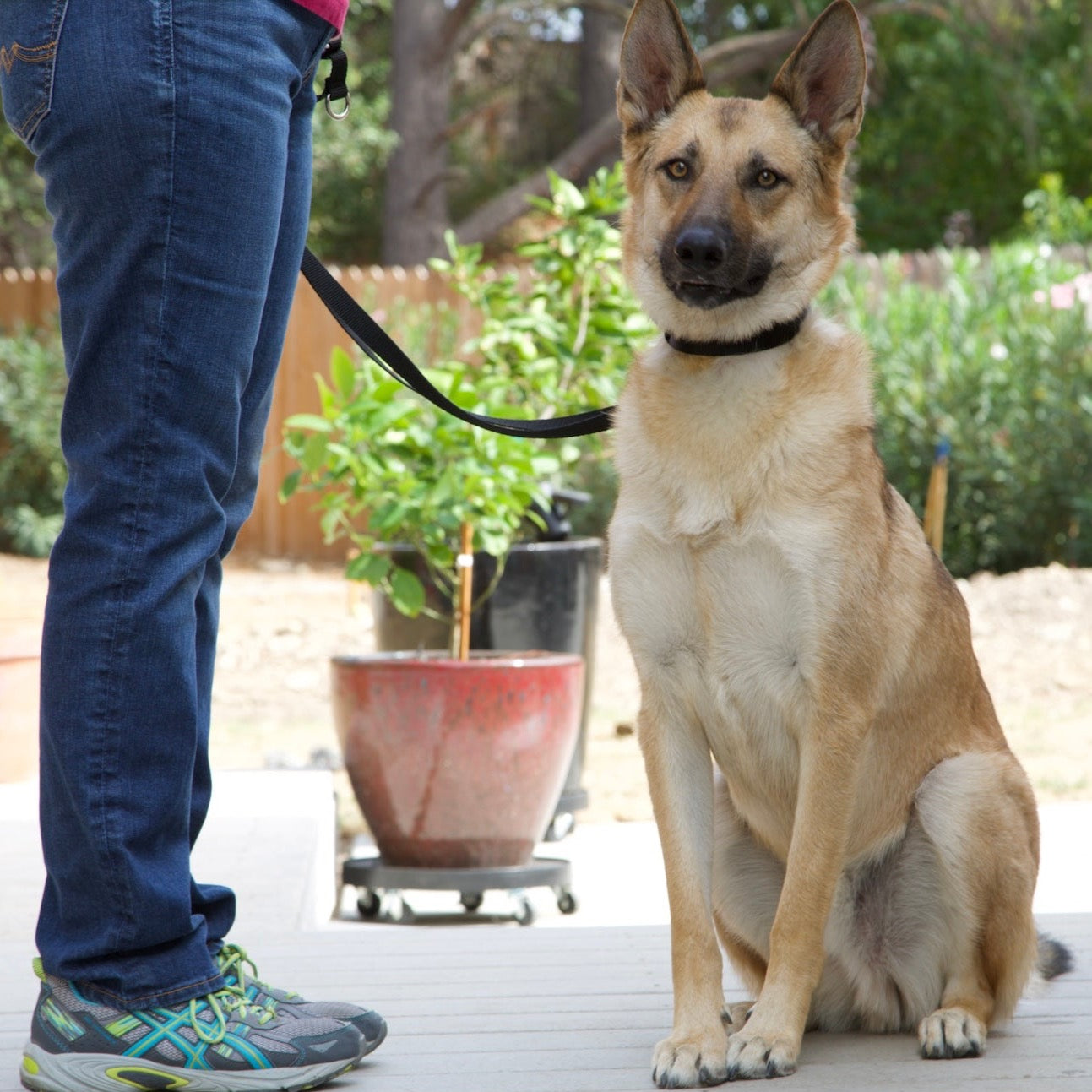 a photo of a young German Shepard mix sitting next to a person standing