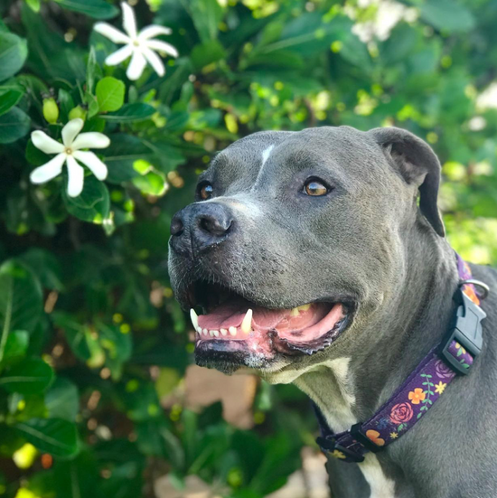 a photo of a grey and white pitbull wearing a purple floral safe cinch dog collar