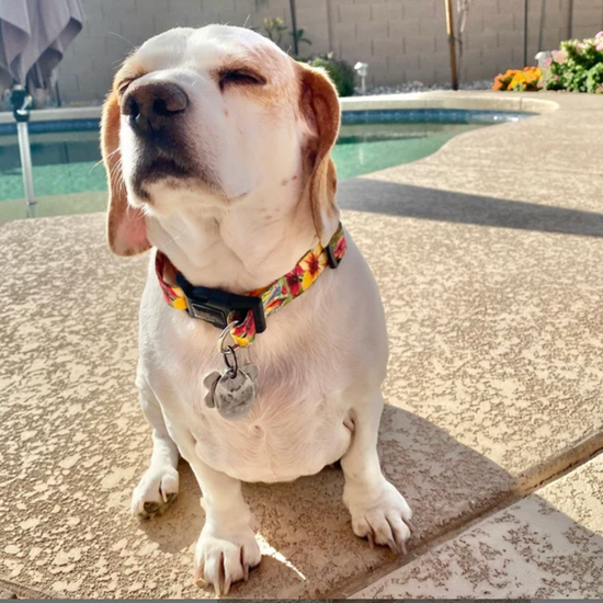 a photo of a small white beagle mix dog sitting outside of a swimming pool wearing a safe cinch dog collar in Hawaiian floral print