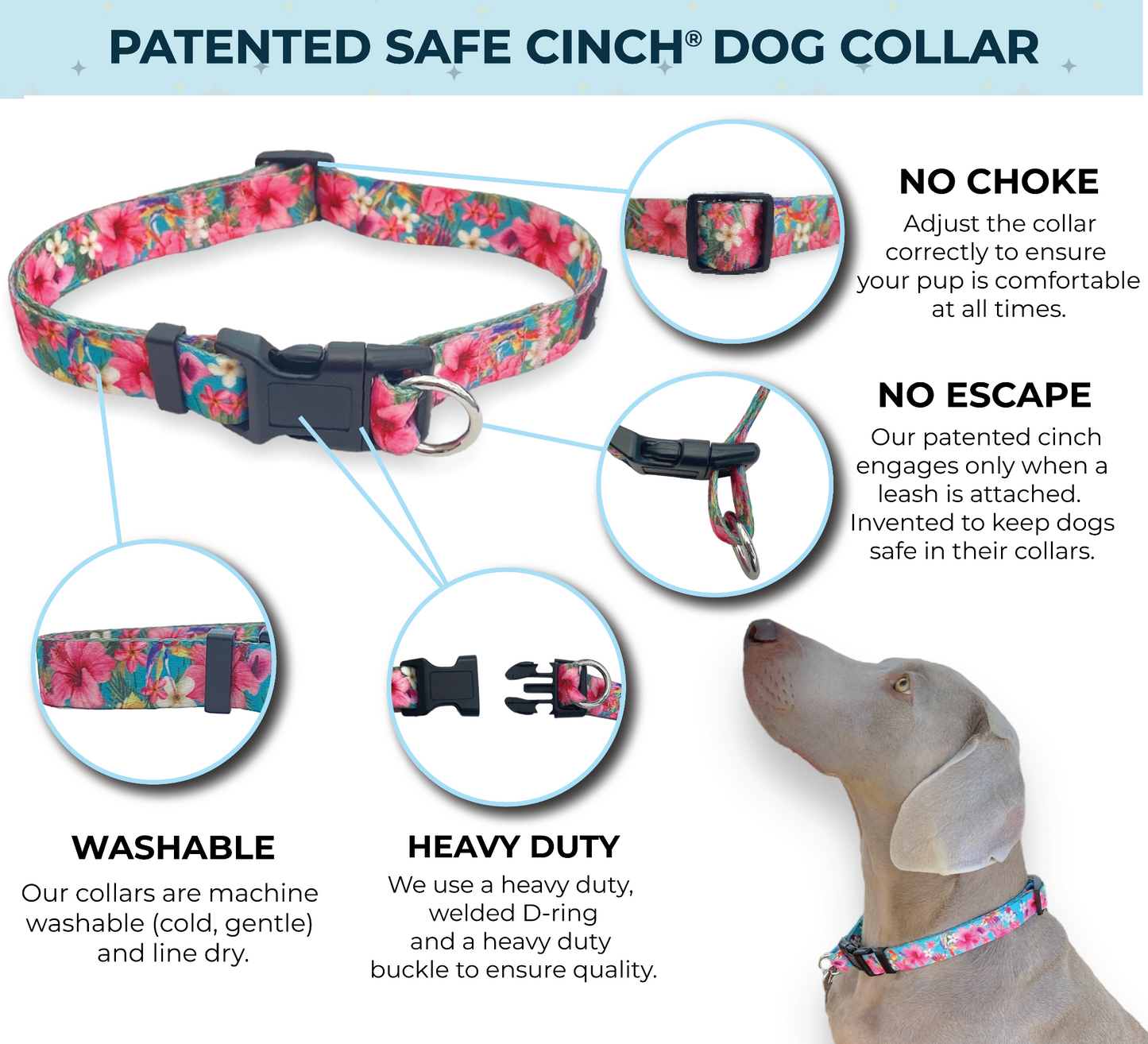 an infographic for a large dog collar on a Weimaraner dog it is a safe cinch no escape dog collar by fearless pet