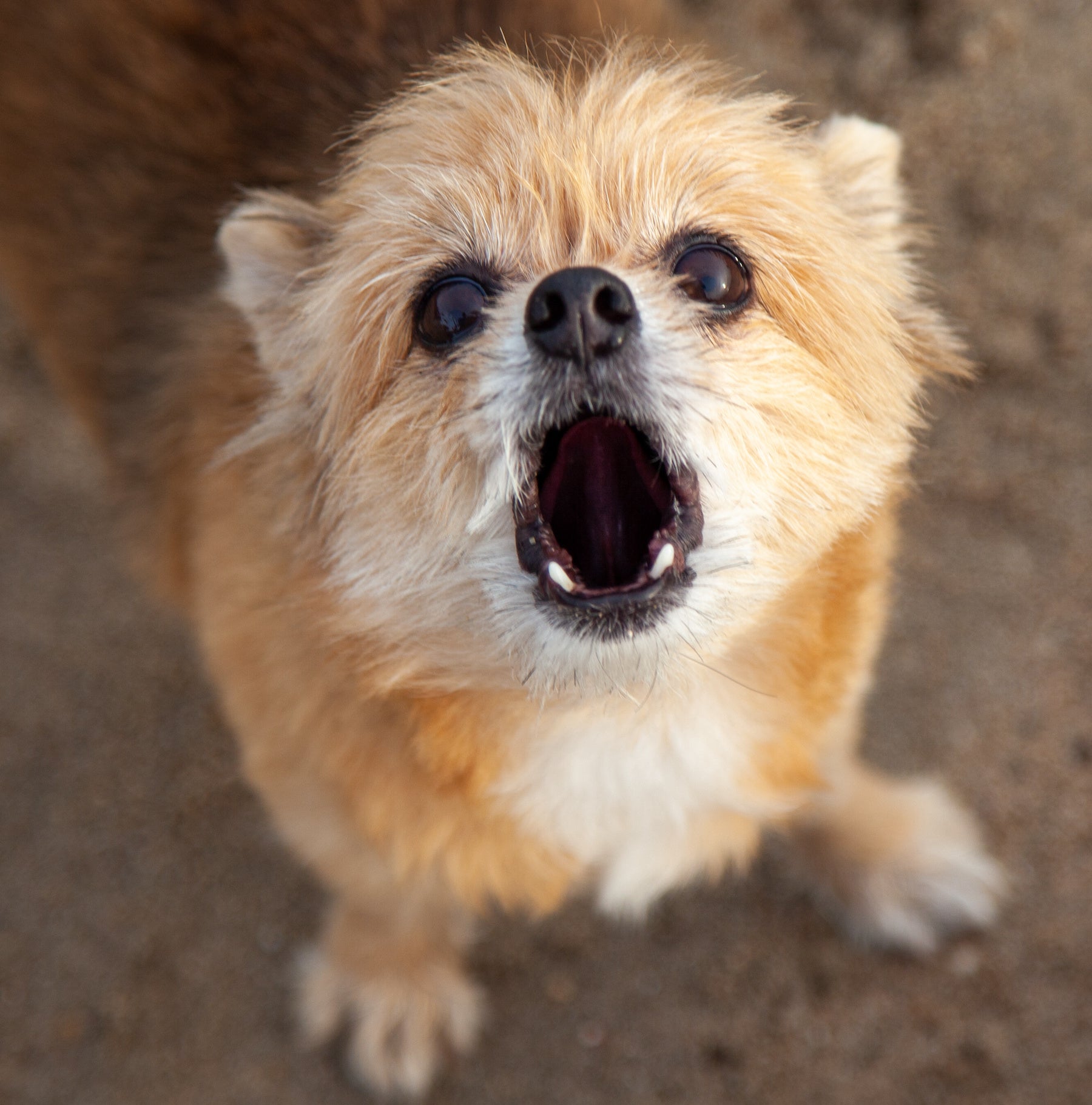 a photo of a barking dog representing a reactive dog training class by fearless pet