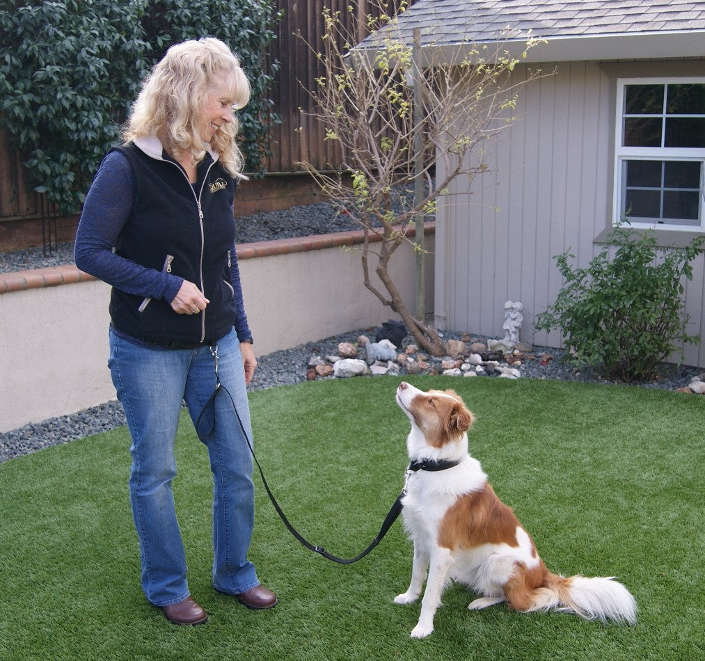 A video showing our hands-free dog training accessories by Fearless Pet