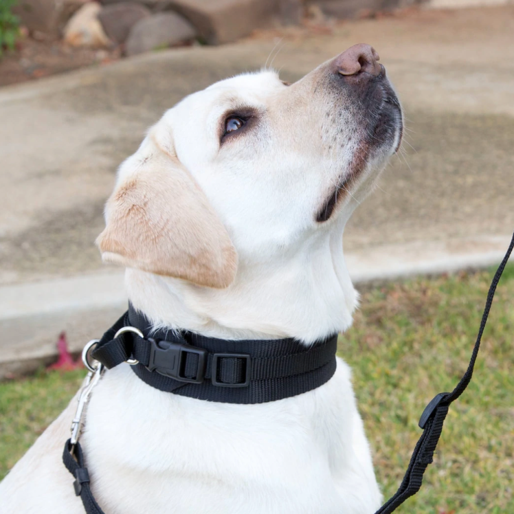 a photo of a white Labrador wearing a fearless pet collar looking up at a trainer