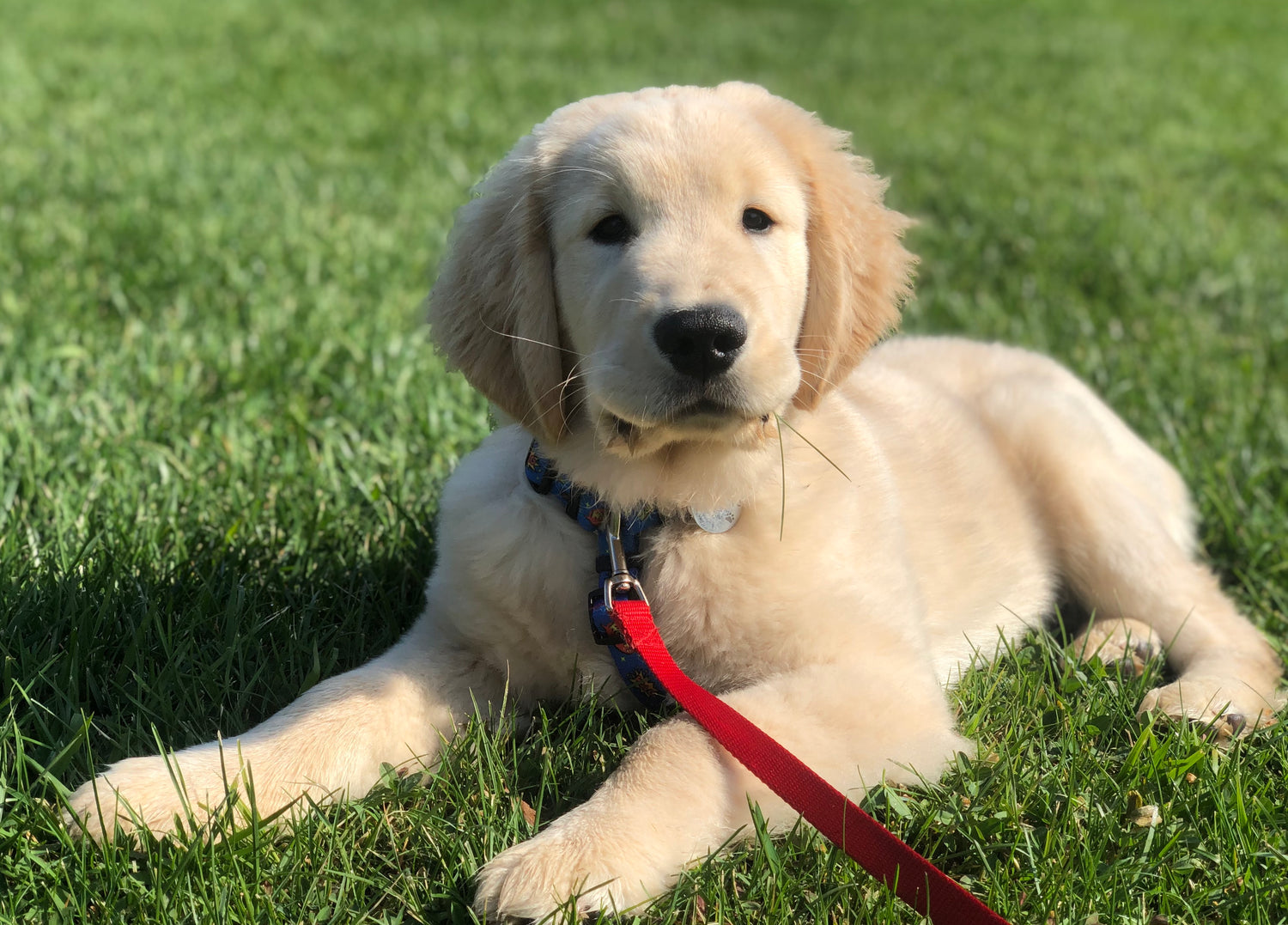 photo of a golden retriever puppy laying in grass