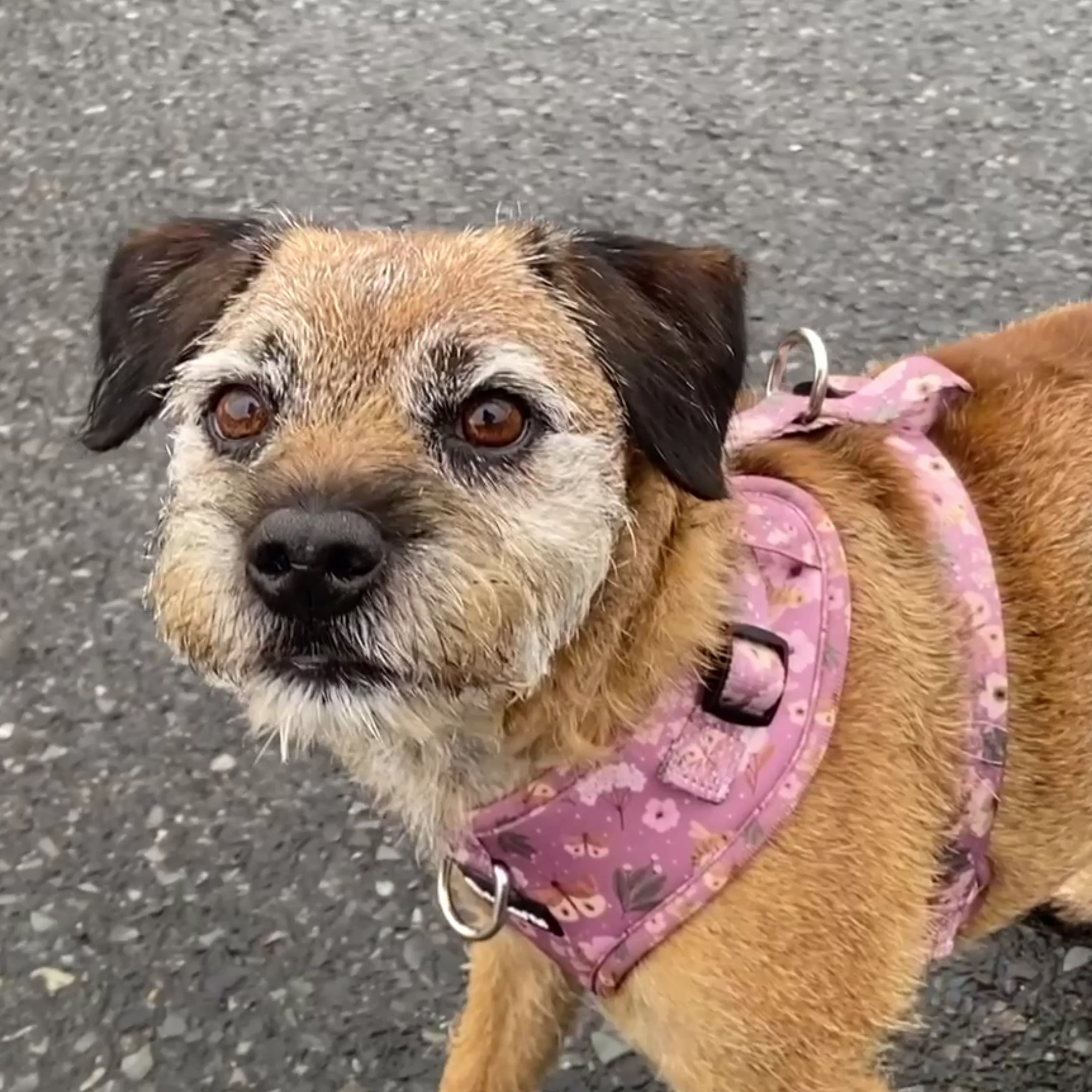 Border terrier outlet harness