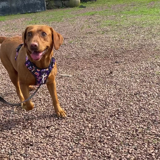 a video showing a no pull no escape dog harness from fearless pet a red labrador dog harness