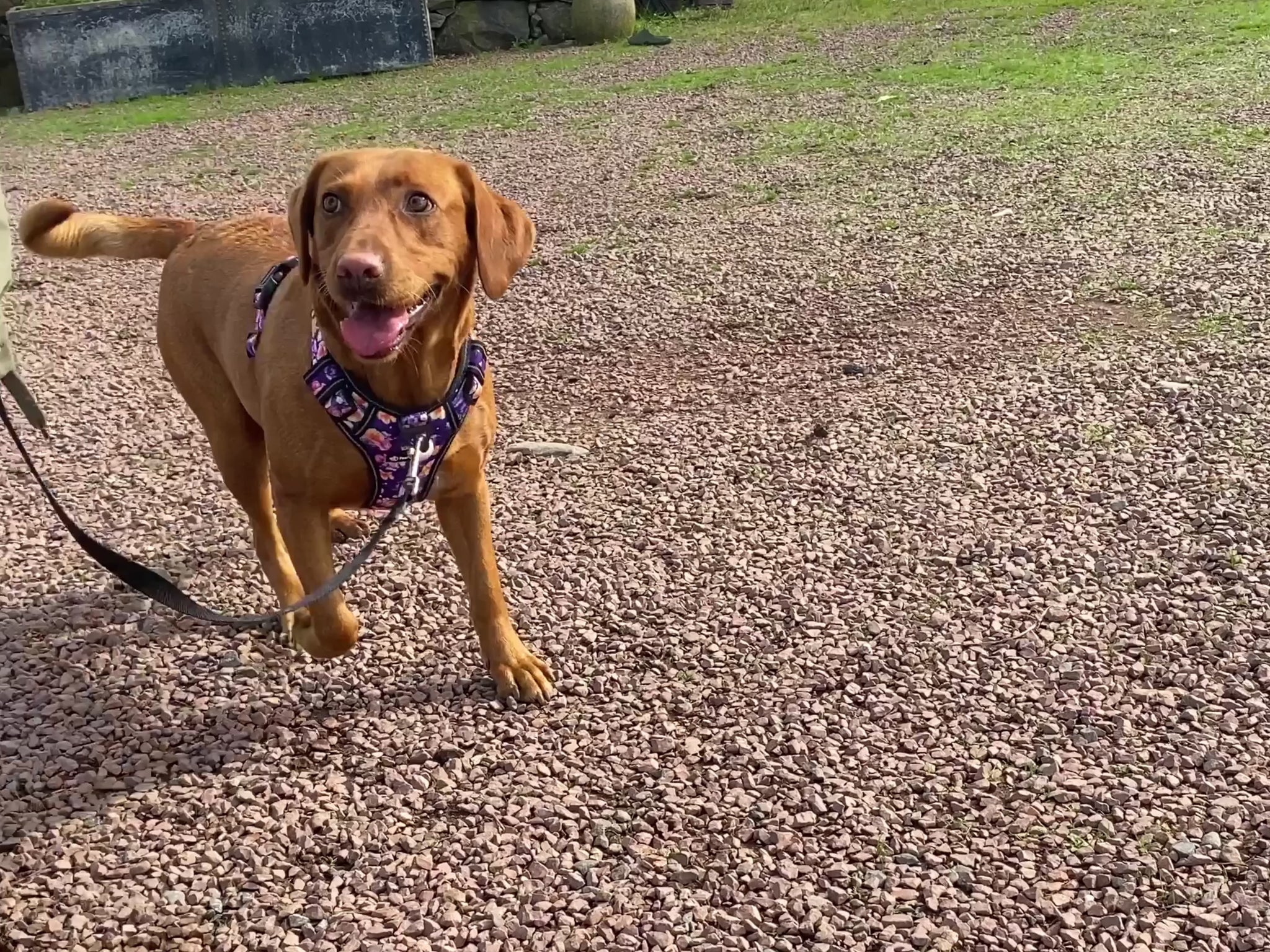 a video showing a no pull no escape dog harness from fearless pet a red labrador dog harness