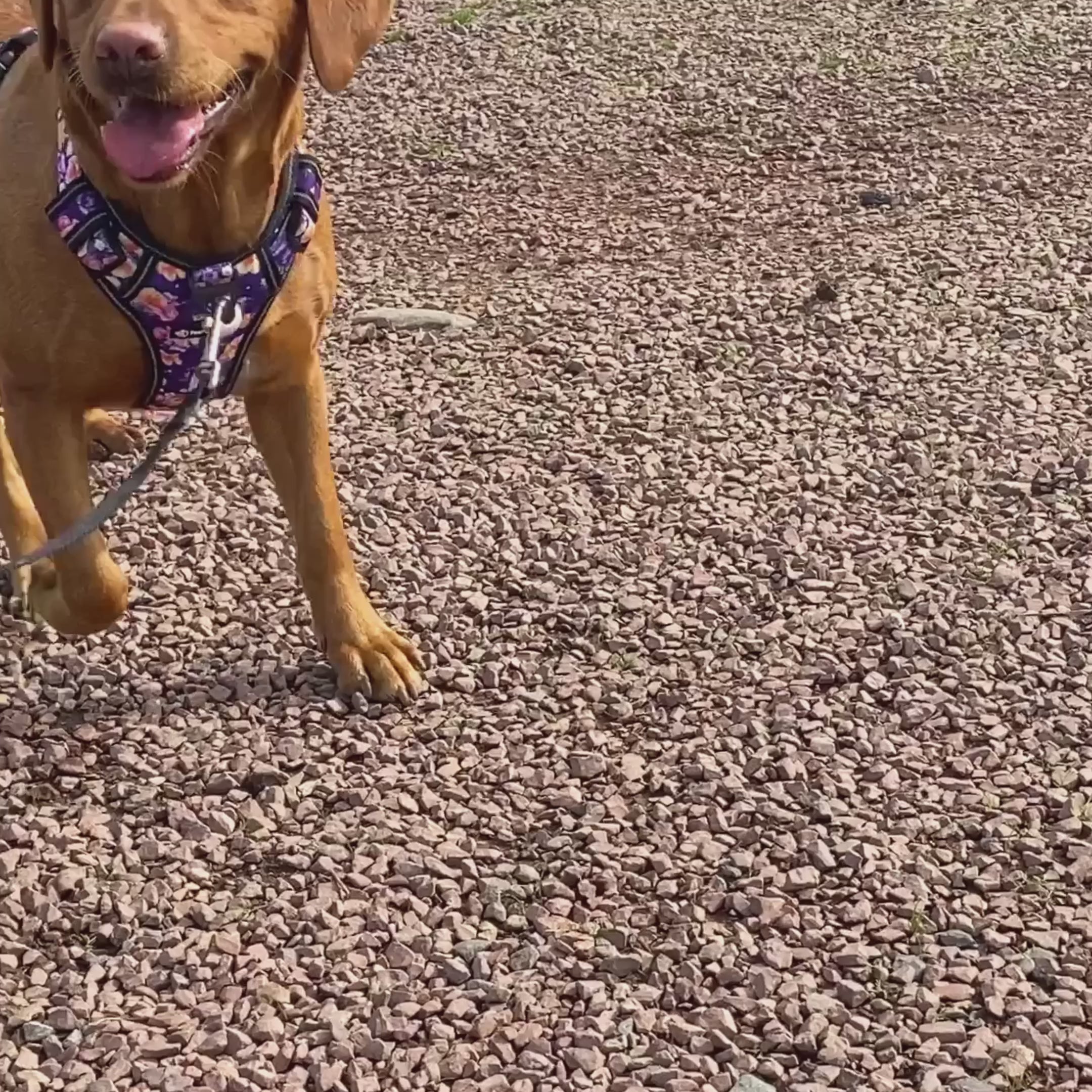 Dog harness impossible outlet to escape