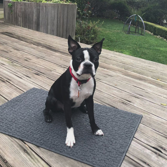 Introduction to Mat Dog Training from FearLess Pet