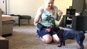 free dog training video teaching a black puppy to drop it and take it with toys