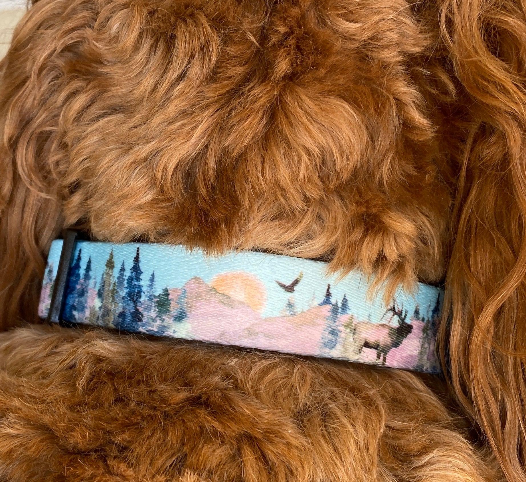 photo of a no choke collar on a golden doodle dog