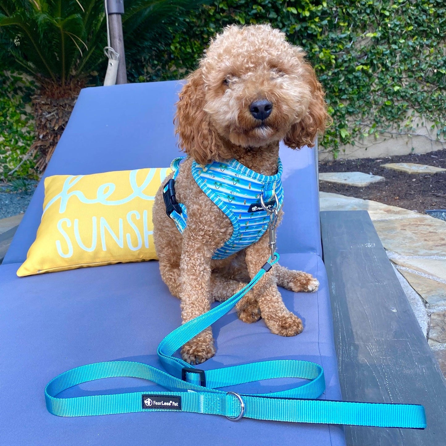 photo of a blue beach print no pull small harness on a poodle sitting on a lounge chair