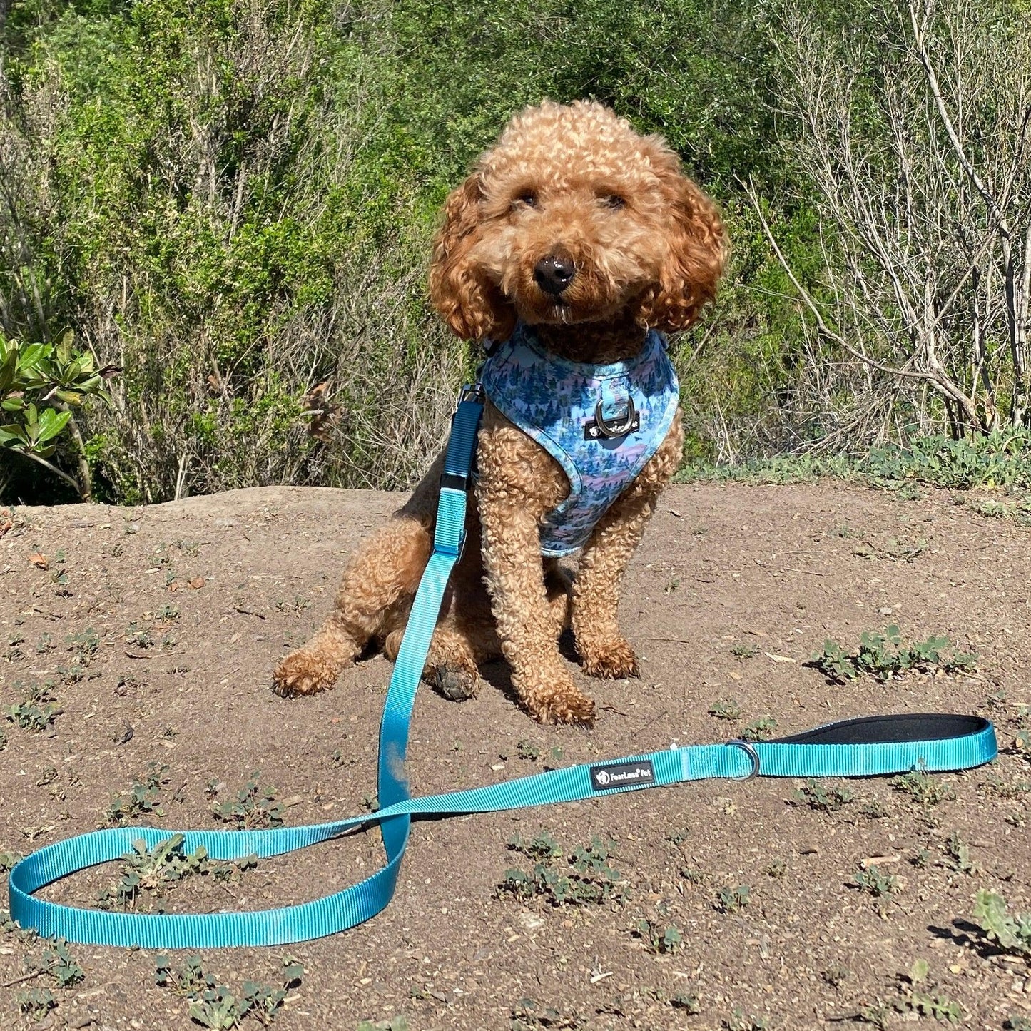 photo of a small poodle modeling our small dog harness in forest print