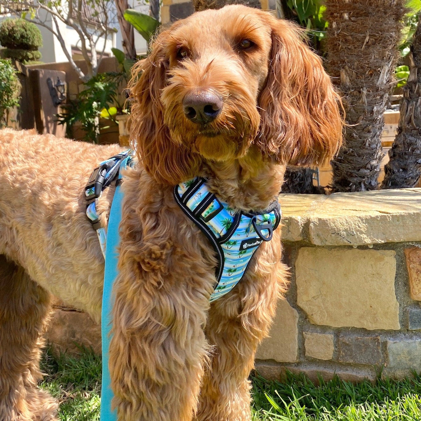 photo of a light brown labradoodle wearing a Hawaiian beach print harness and matching blue leash fearless pet