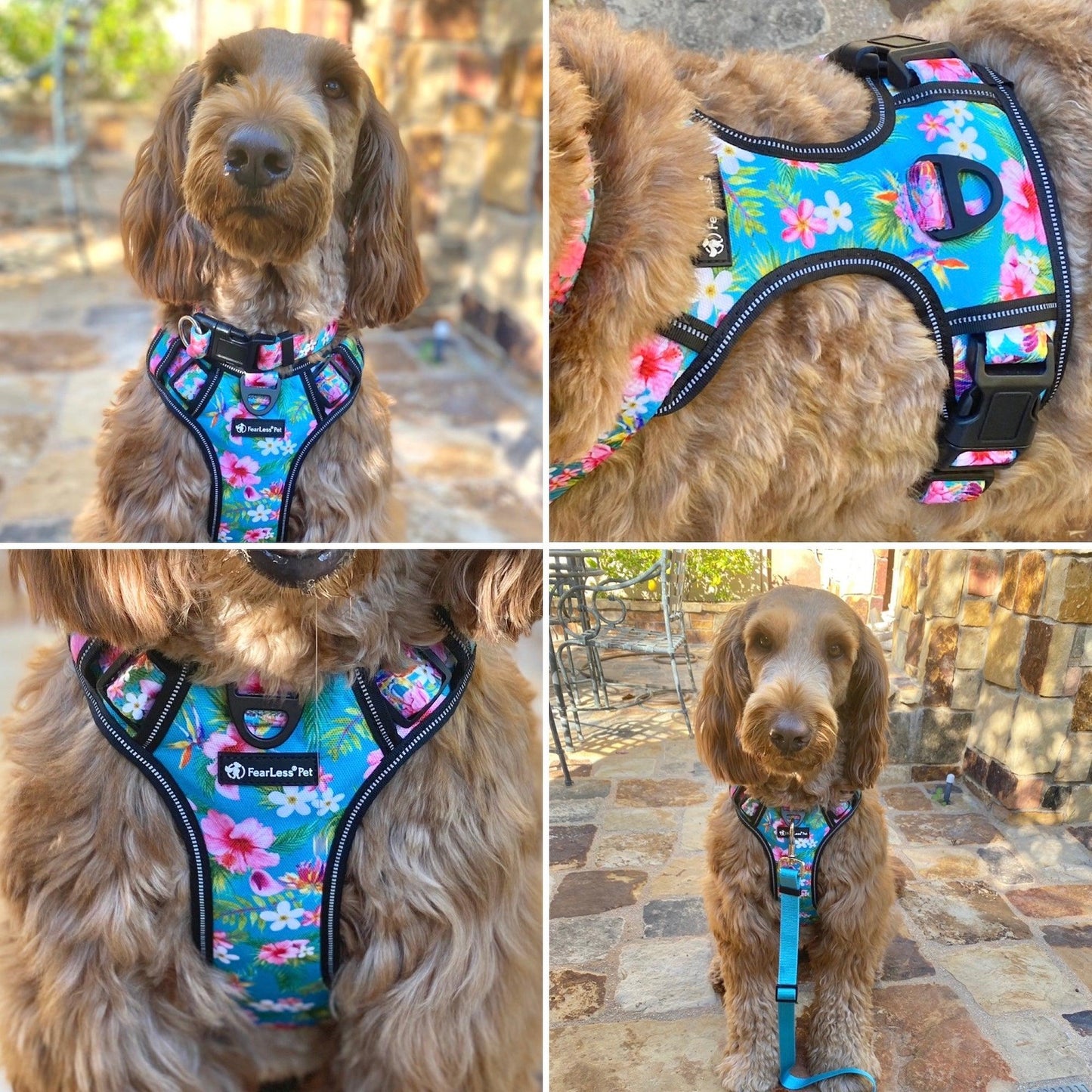 photos of our Teal Hawaiian harness on a brown labradoodle