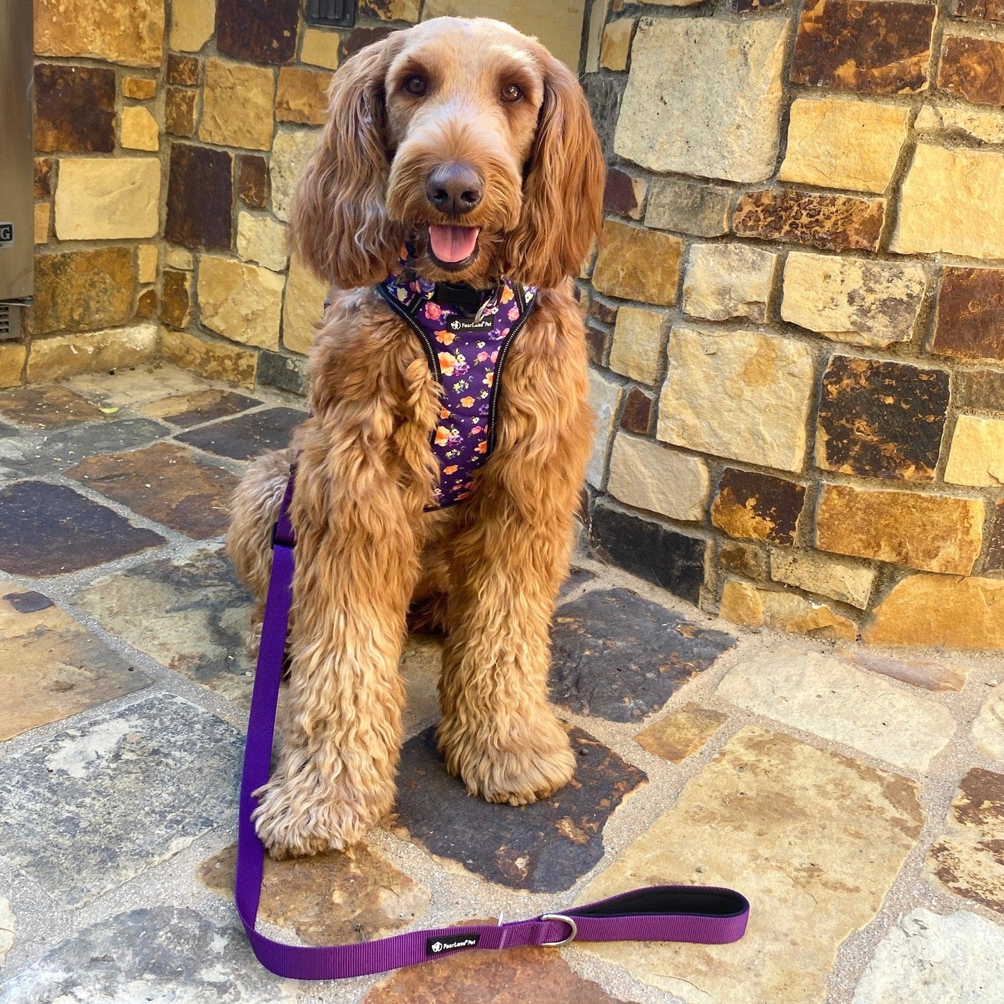 a purple no pull harness and leash on a labradoodle 