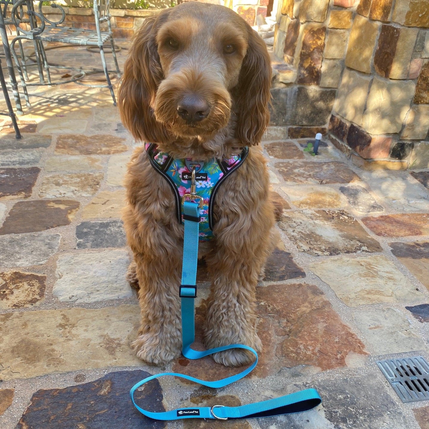 photo of a labradoodle modeling a harness and matching leash from fearless pet