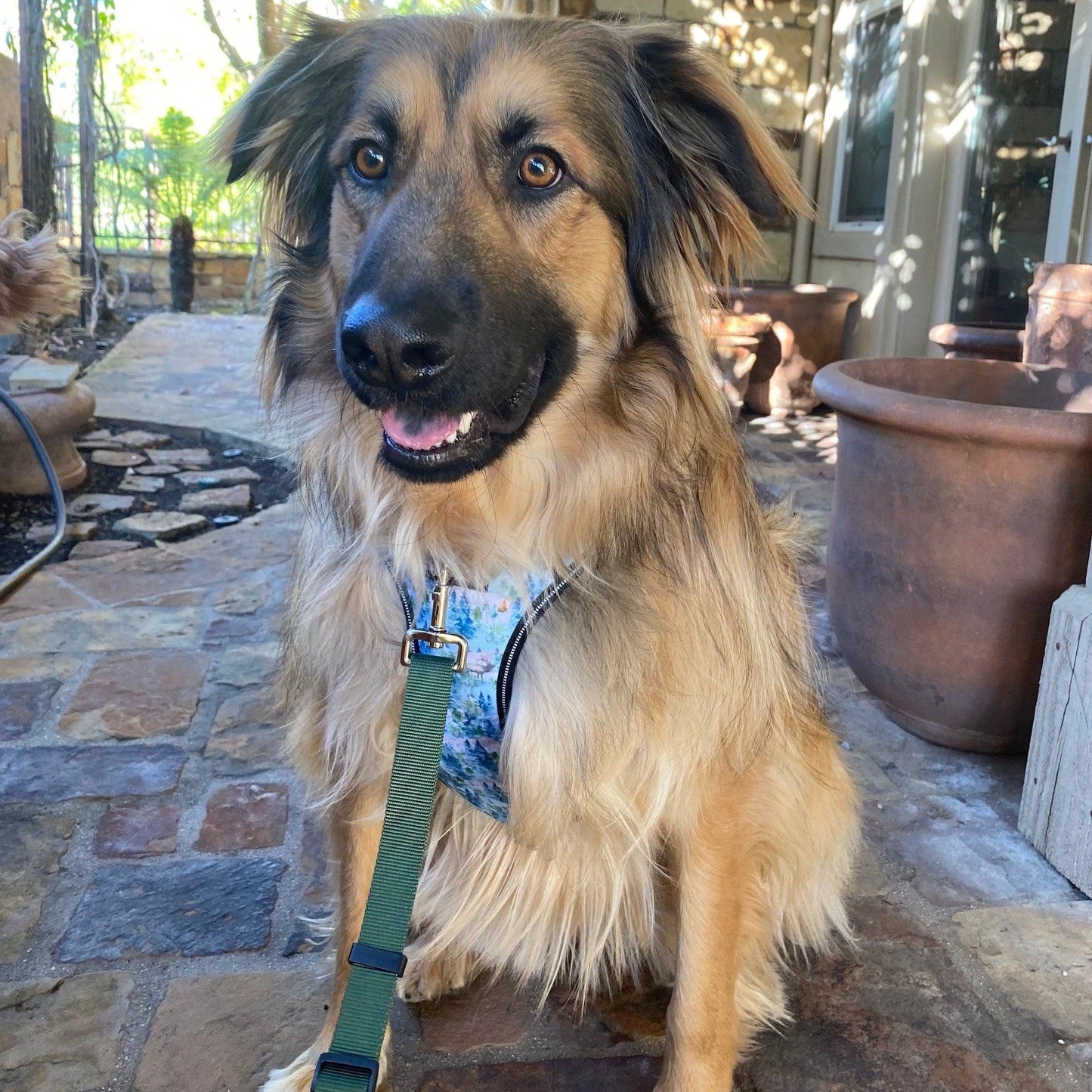 a photo of a leonberger dog modeling a harness and leash from fearless pet