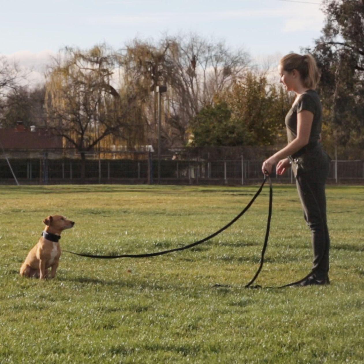photo of a dog and girl in a park practicing stay