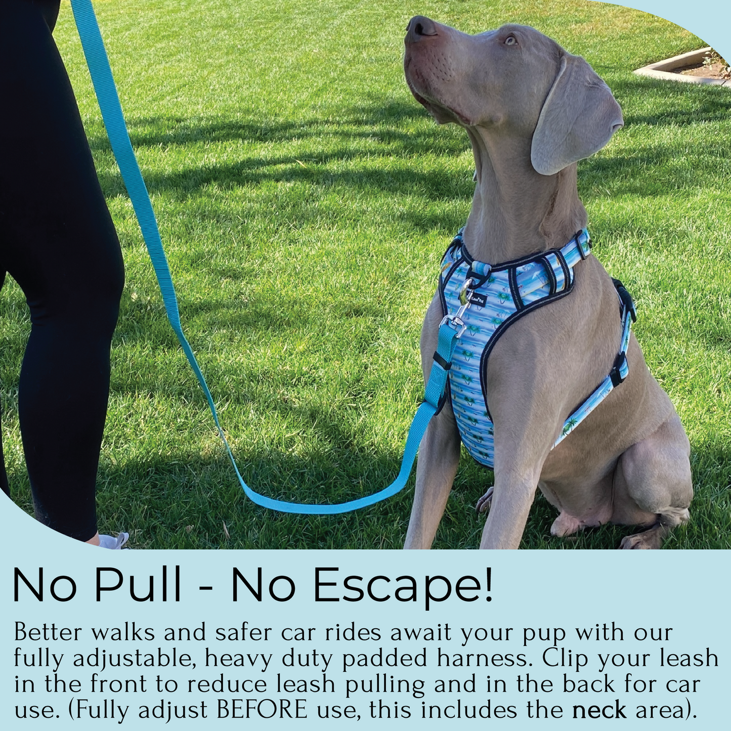 a photo of a Weimaraner dog wearing a large no pull dog harness in a beach stripe print with grass behind. The caption features the words no pull no escape to define the harness 