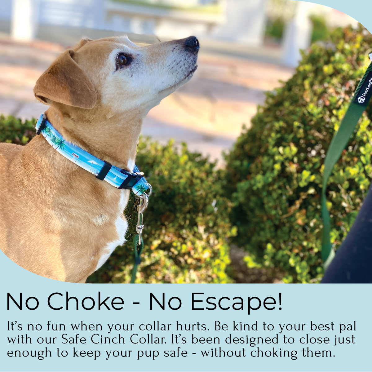 an infographic from fearless pet of a small tan dog wearing a no escape collar 