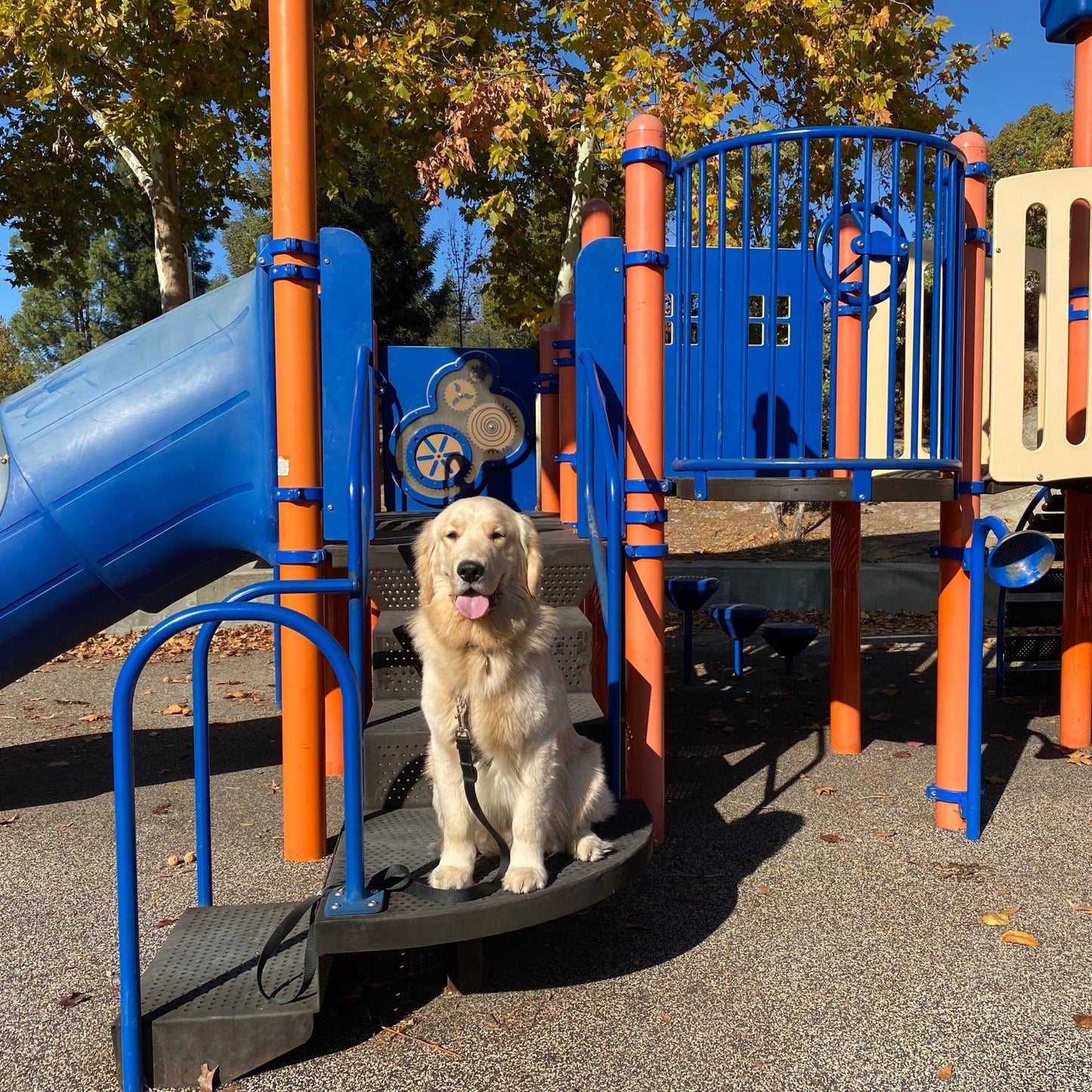 a photo of a golden retriever sitting on a playground structure