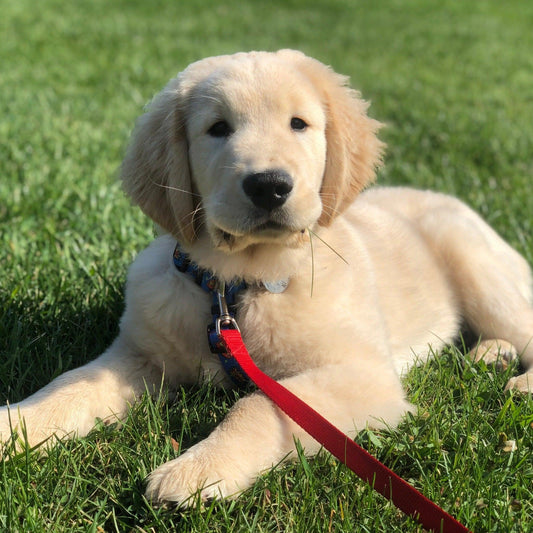 photo of a golden retriever puppy laying in the grass