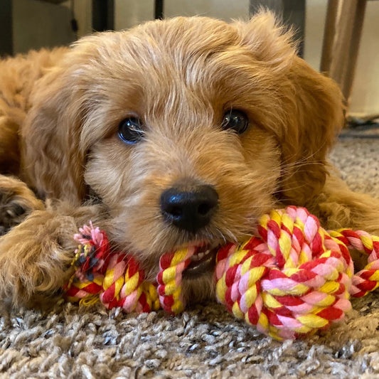 photo of a small tan puppy laying on a pink, red and yellow rope toy