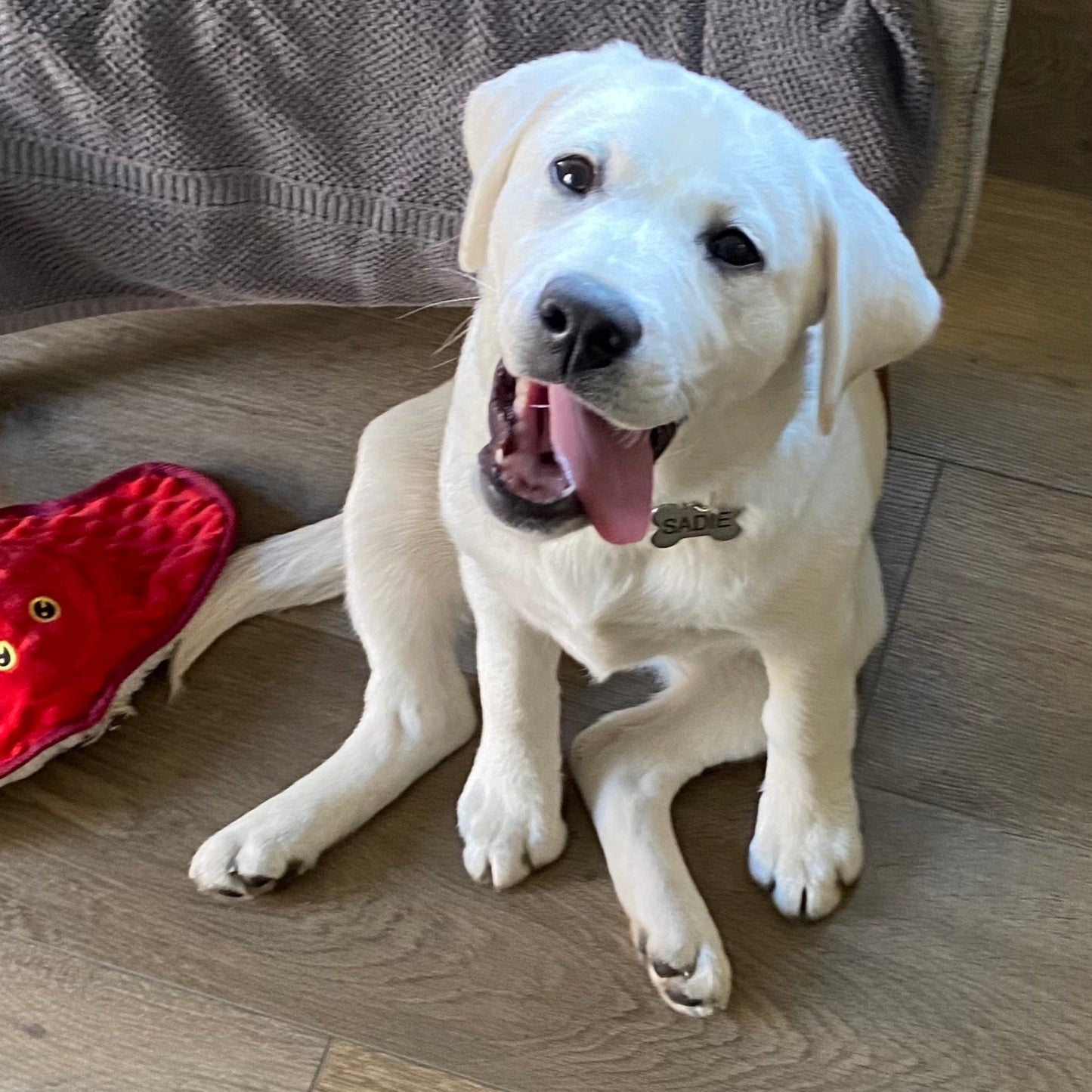 image of a white labrador puppy sitting with her tongue off to the side