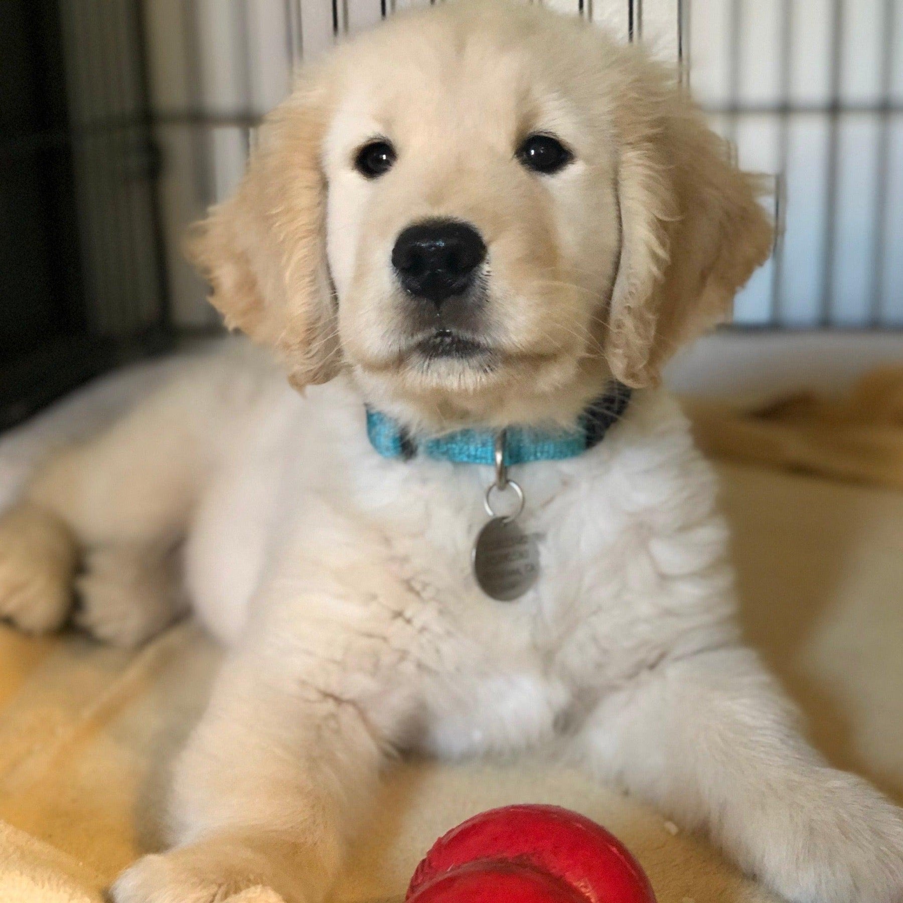 a photo of a golden retriever puppy in a crate with a red kong