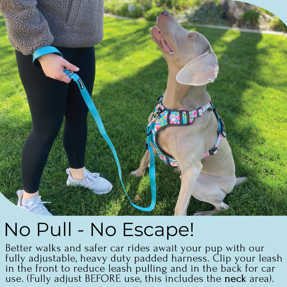 Doggy kingdom no pull harness deals