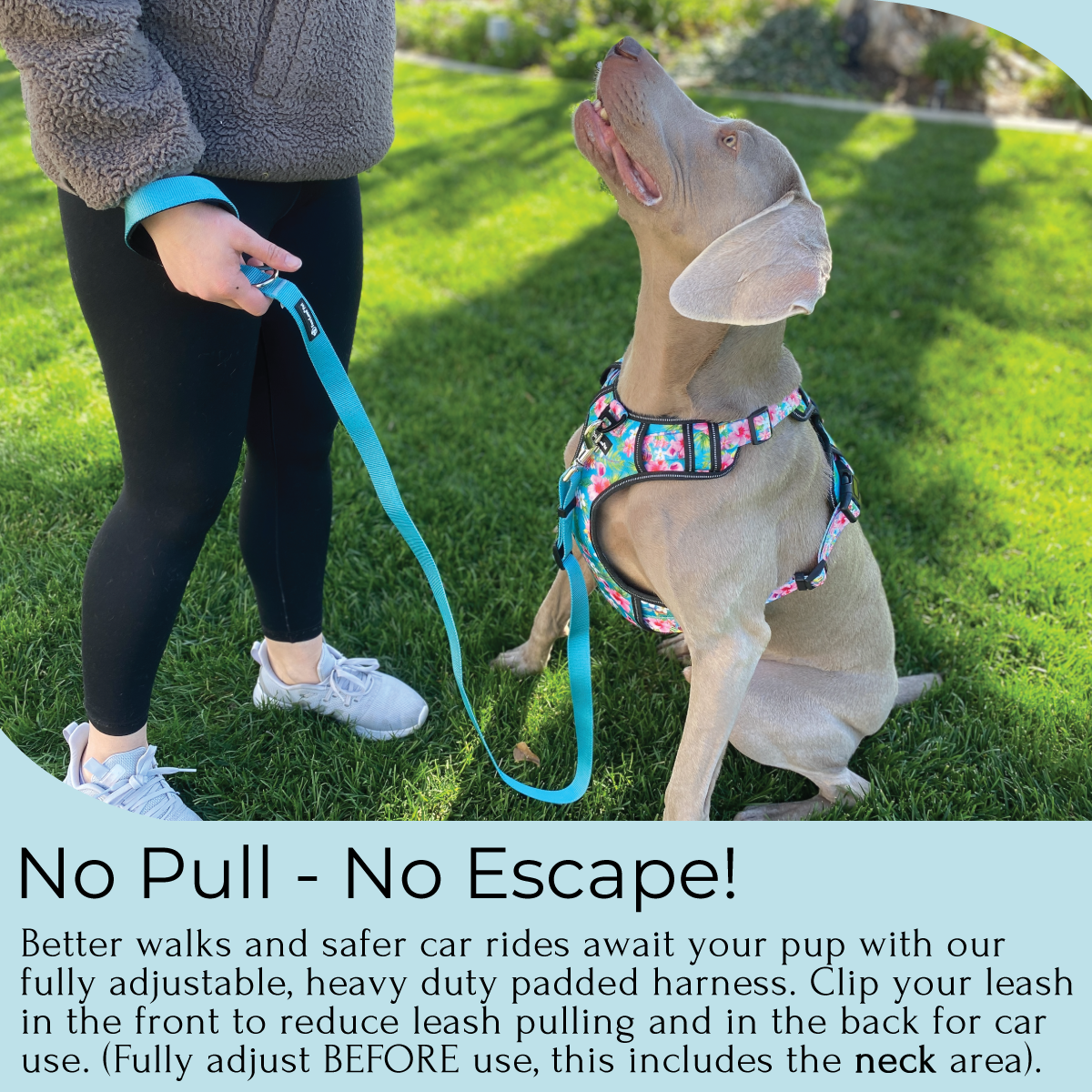 an infographic showing a no pull no escape dog harness on a Weimaraner the harness is from fearless pet