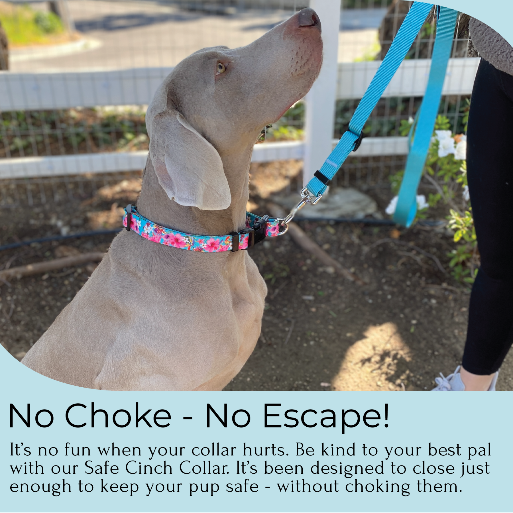 a photo of a Weimaraner wearing an escape proof collar by fearless pet