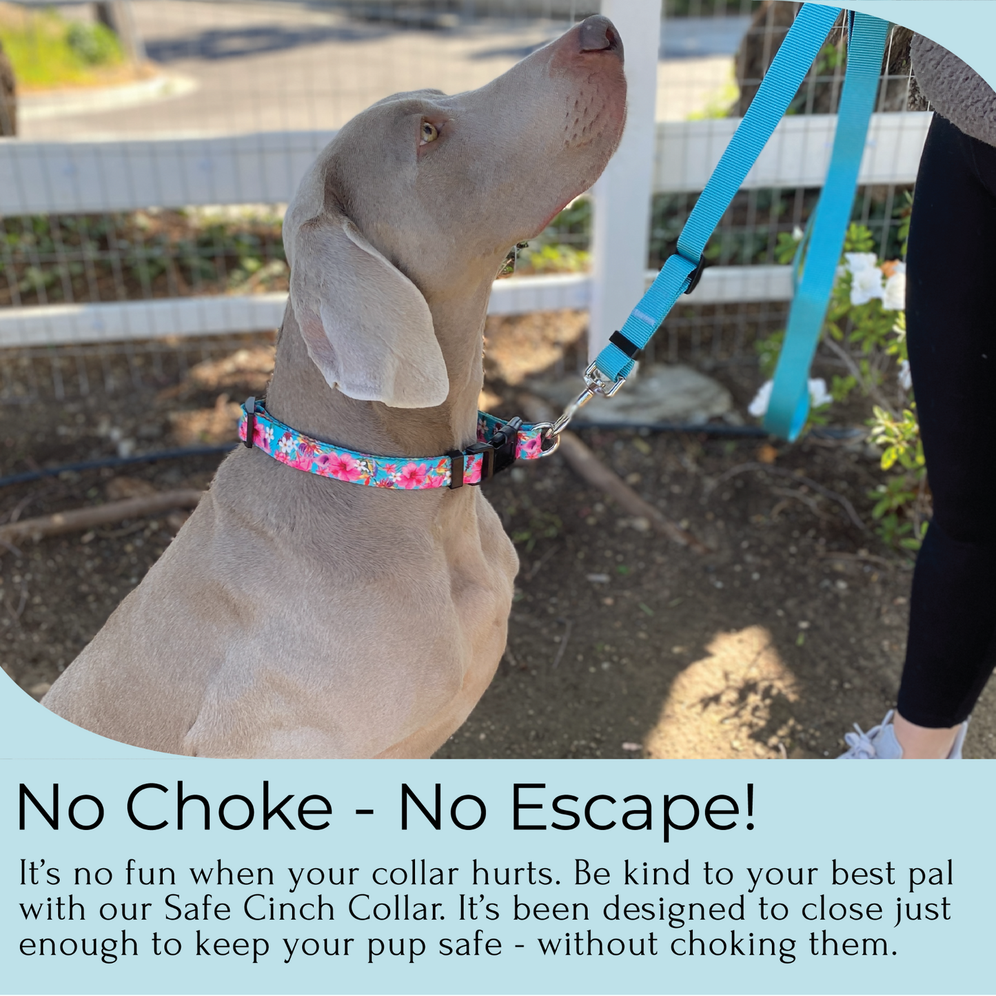 Safe Cinch Collar, No Escape No Choke Dog Collar by Fearless Pet - Teal Hawaiian