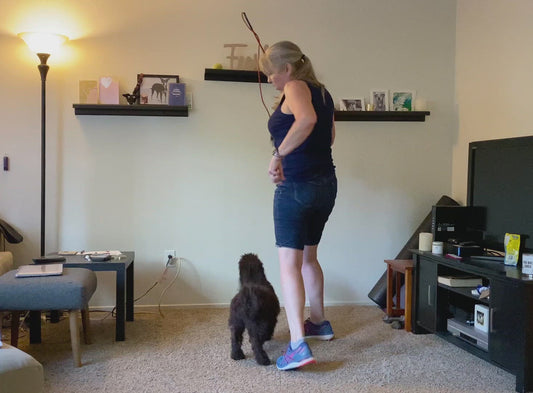 Using a Teaser Wand with a Puppy - Dog Training Solutions from FearLess Pet