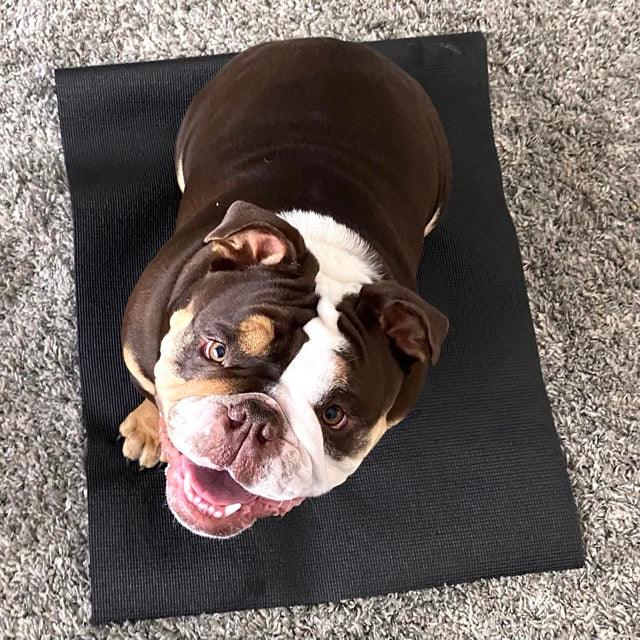 a photograph of an American Bulldog sitting on a black mat for an example of dog training from fearless pet for teaching a dog to stay on a bed or mat