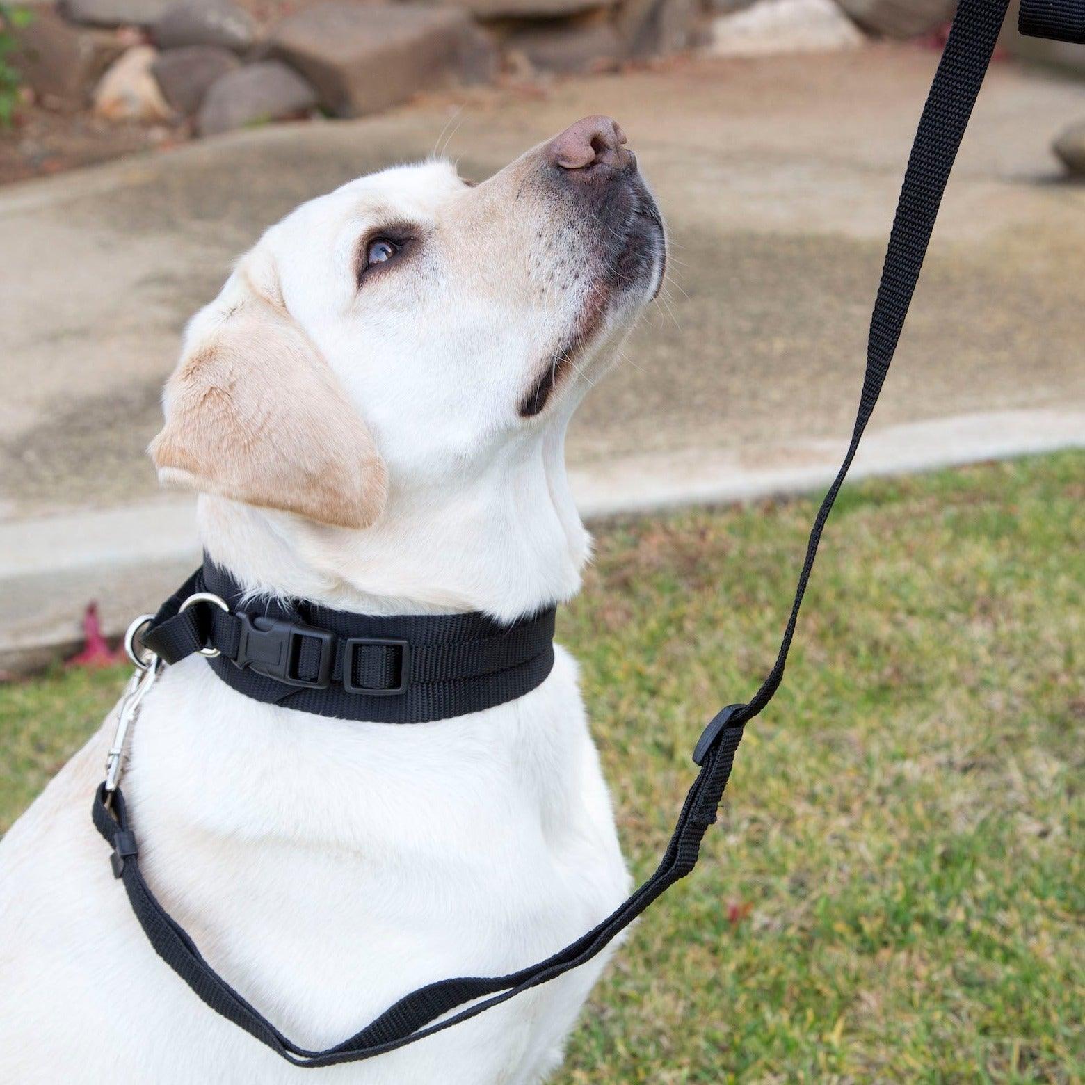 a photograph of a while Labrador during training wearing a black collar and leash