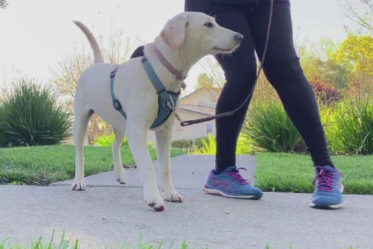 free dog training video for help with leash training