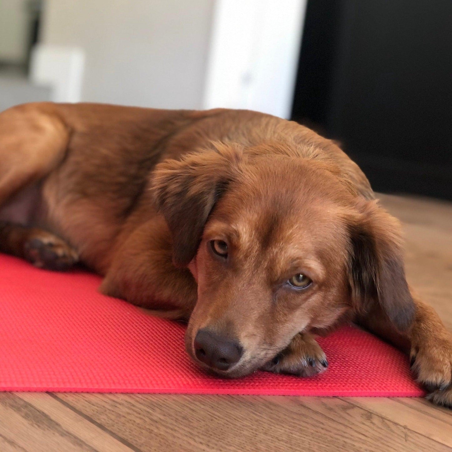 photo of a brown medium sized dog resting on a red mat