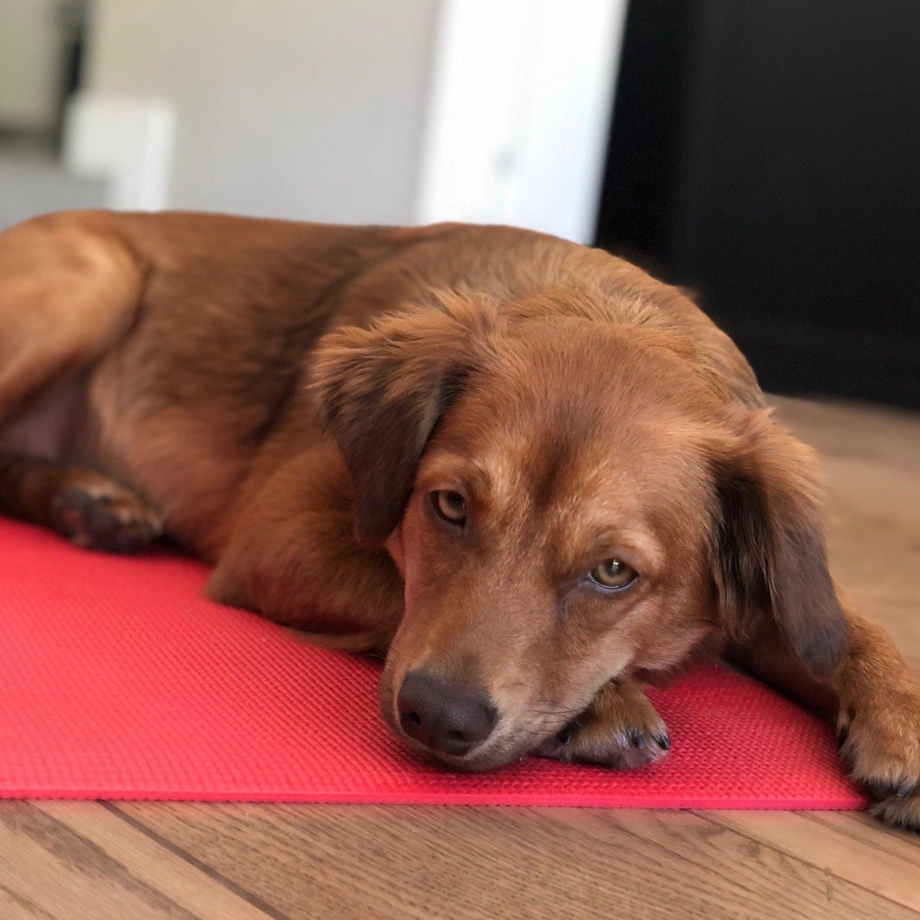 a photo of a dark tan medium sized dog laying on a red mat representing training from fearless pet